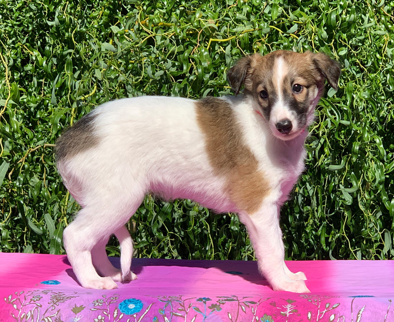 5 weeks - Girl 3 right